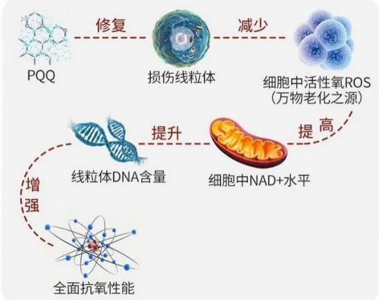 瑞普斯承接吡咯并喹啉醌二钠盐PQQ原料OEM贴牌代加工服务 